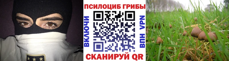 купить наркотики цена  omg рабочий сайт  Галлюциногенные грибы Psilocybe  Лениногорск 